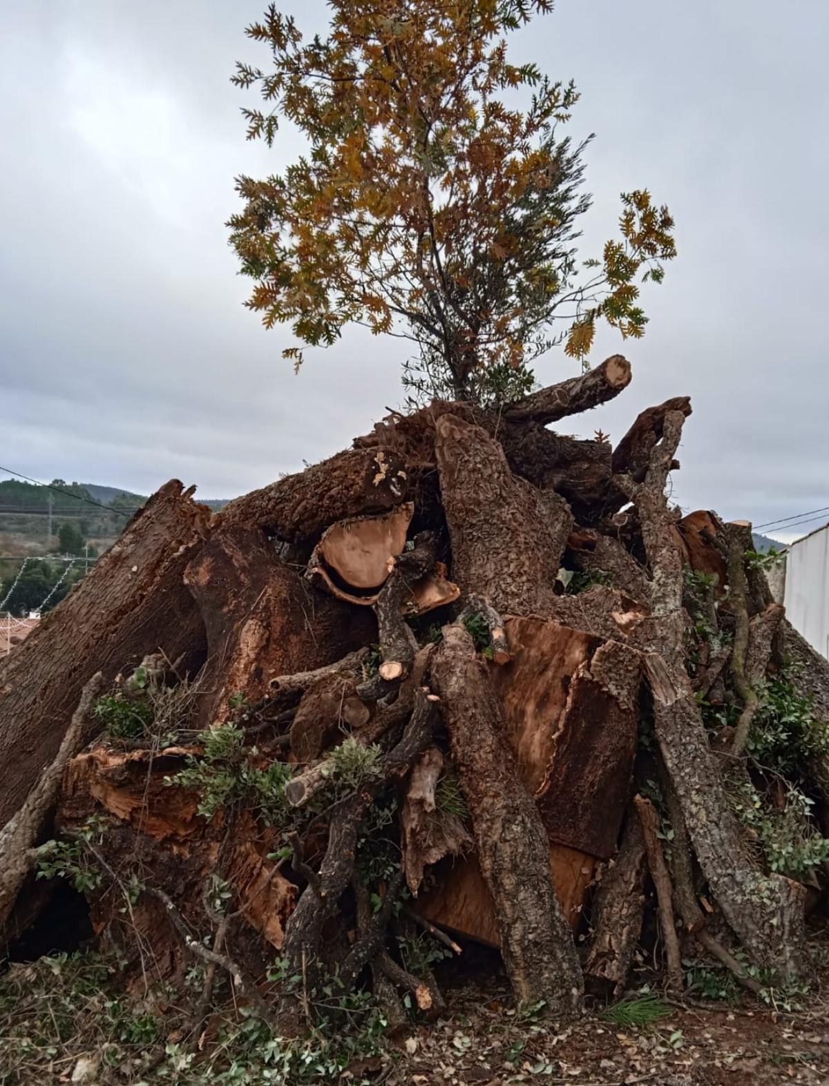 O madeiro já instalado no largo da igreja